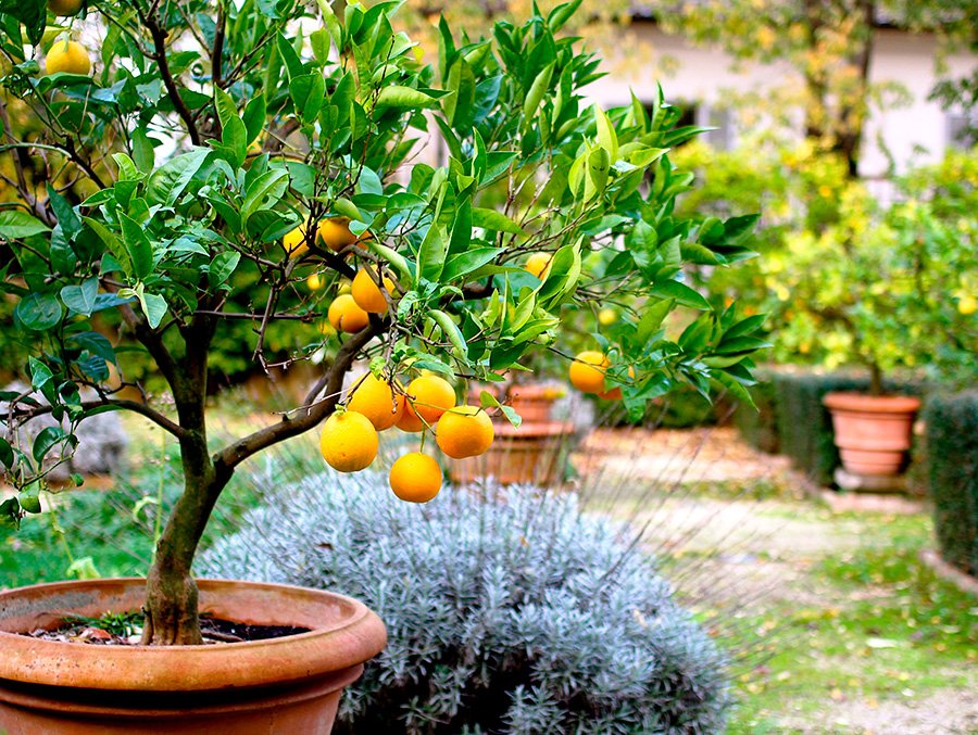 Este mandarino está dentro de un macetero grande y barato para arboles. El jardín es grande y lleno de plantas.