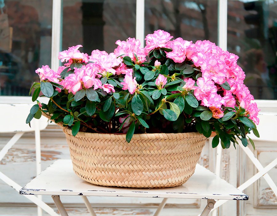Este macetero de mimbre tiene una planta con flores rosas en sun interior. Está en el centro de una mesa en el patio.