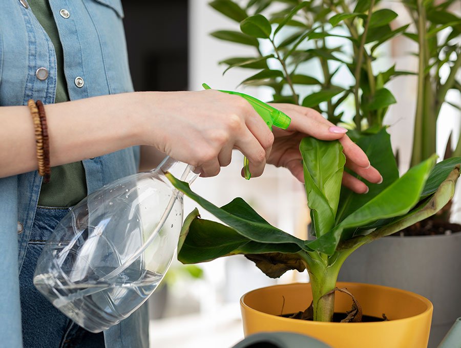 Mujer pulveriza agua sobre las hojas de una planta dentro de la maceta de plástico amarillo.