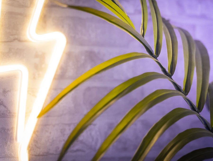 Planta tipo palmera con iluminación led en la pared.